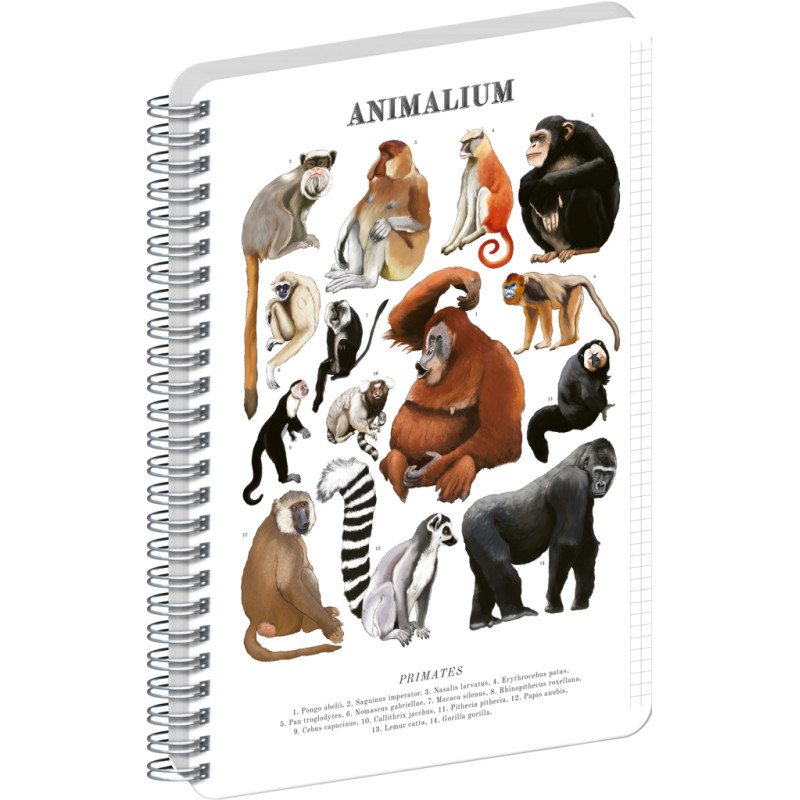 NOTIQUE Spirálový blok Animalium – Primáti, čtverečkovaný, A4