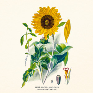 NOTIQUE Poznámkový kalendář Herbář 2027, PLASTIC FREE, 30 x 30 cm