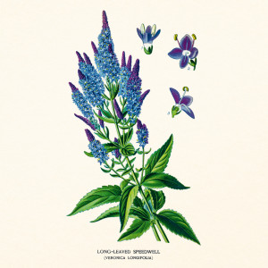 NOTIQUE Poznámkový kalendář Herbář 2027, PLASTIC FREE, 30 x 30 cm