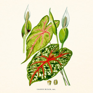 NOTIQUE Poznámkový kalendář Herbář 2027, PLASTIC FREE, 30 x 30 cm