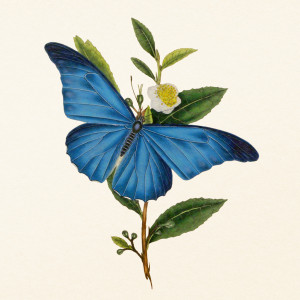 NOTIQUE Poznámkový kalendář Motýli 2027, PLASTIC FREE, 30 x 30 cm
