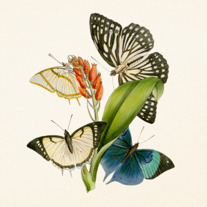 NOTIQUE Poznámkový kalendář Motýli 2027, PLASTIC FREE, 30 x 30 cm