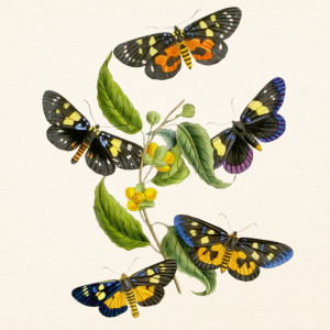 NOTIQUE Poznámkový kalendář Motýli 2027, PLASTIC FREE, 30 x 30 cm