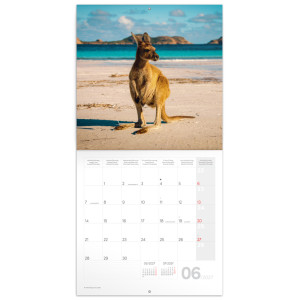 NOTIQUE Grid calendar Wild Animals 2027, 30 x 30 cm