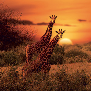 NOTIQUE Grid calendar Wild Animals 2027, 30 x 30 cm