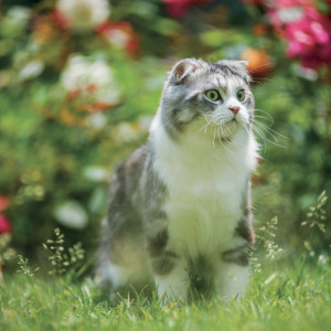 NOTIQUE Grid calendar Cats 2027, 30 x 30 cm