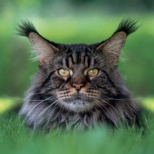 NOTIQUE Grid calendar Cats 2027, 30 x 30 cm