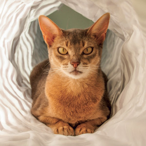 NOTIQUE Grid calendar Cats 2027, 30 x 30 cm