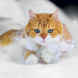 NOTIQUE Grid calendar Cats 2027, 30 x 30 cm