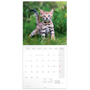 NOTIQUE Grid calendar Kittens 2027, 30 x 30 cm
