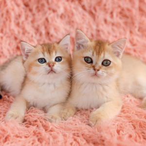 NOTIQUE Grid calendar Kittens 2027, 30 x 30 cm