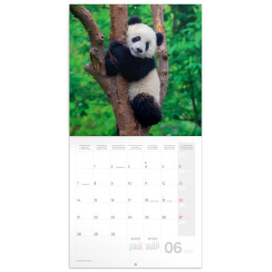 NOTIQUE Grid calendar Pandas 2027, 30 x 30 cm