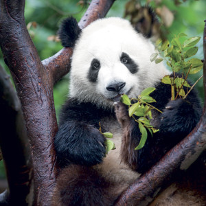 NOTIQUE Grid calendar Pandas 2027, 30 x 30 cm