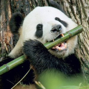 NOTIQUE Grid calendar Pandas 2027, 30 x 30 cm