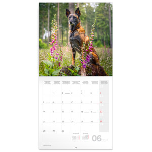 NOTIQUE Grid calendar Dogs 2027, 30 x 30 cm