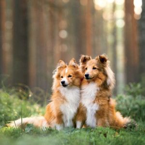 NOTIQUE Grid calendar Dogs 2027, 30 x 30 cm
