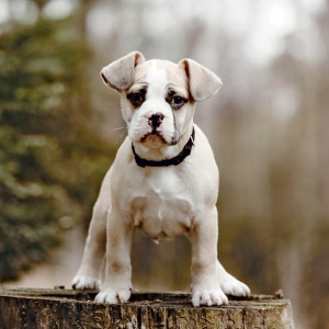 NOTIQUE Grid calendar Puppies 2027, 30 x 30 cm