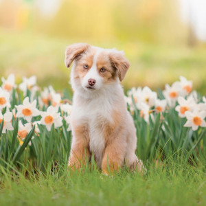 NOTIQUE Grid calendar Puppies 2027, 30 x 30 cm