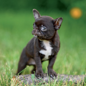 NOTIQUE Grid calendar Puppies 2027, 30 x 30 cm
