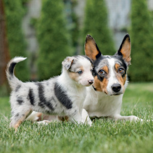 NOTIQUE Grid calendar Puppies 2027, 30 x 30 cm