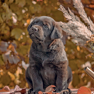 NOTIQUE Grid calendar Puppies 2027, 30 x 30 cm