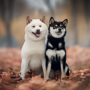 NOTIQUE Poznámkový kalendář Happy Doge 2027, 30 x 30 cm