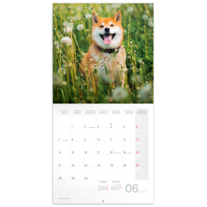 NOTIQUE Grid calendar Happy Doge 2027, 30 x 30 cm