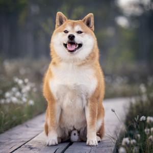 NOTIQUE Grid calendar Happy Doge 2027, 30 x 30 cm