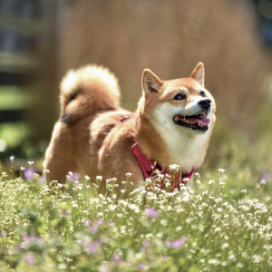 NOTIQUE Grid calendar Happy Doge 2027, 30 x 30 cm