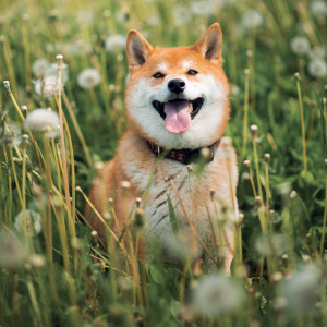 NOTIQUE Grid calendar Happy Doge 2027, 30 x 30 cm