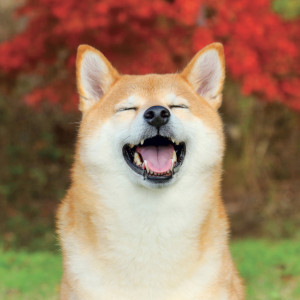 NOTIQUE Grid calendar Happy Doge 2027, 30 x 30 cm