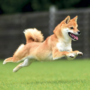 NOTIQUE Grid calendar Happy Doge 2027, 30 x 30 cm