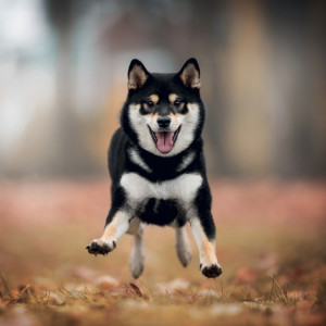 NOTIQUE Grid calendar Happy Doge 2027, 30 x 30 cm