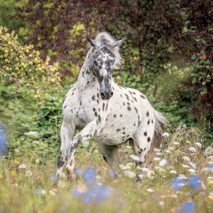 NOTIQUE Grid calendar Horses – Christiane Slawik 2027, 30 x 30 cm