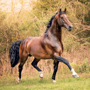 NOTIQUE Grid calendar Horses – Christiane Slawik 2027, 30 x 30 cm