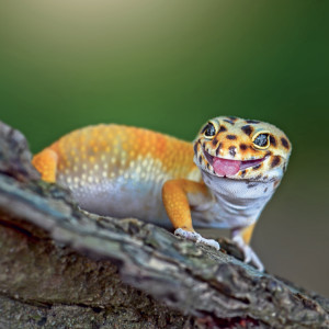 NOTIQUE Grid calendar Lizards 2027, 30 x 30 cm
