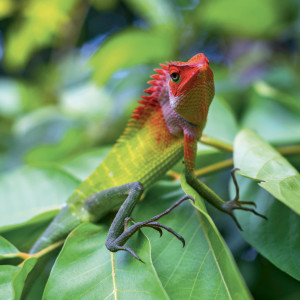 NOTIQUE Grid calendar Lizards 2027, 30 x 30 cm