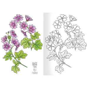 Omalovánka A5 - Herbář I.